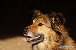 Sina
